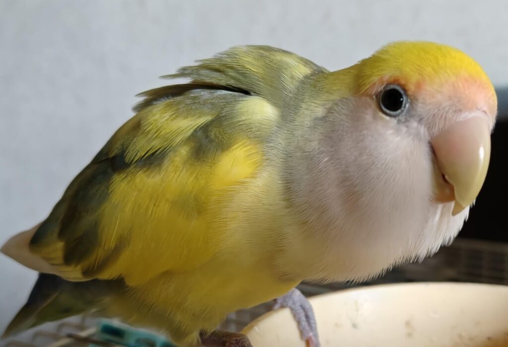 よもぎ