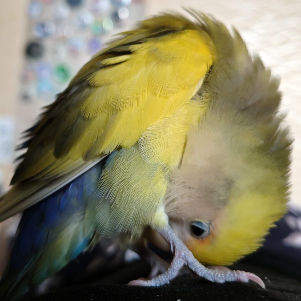 よもぎ