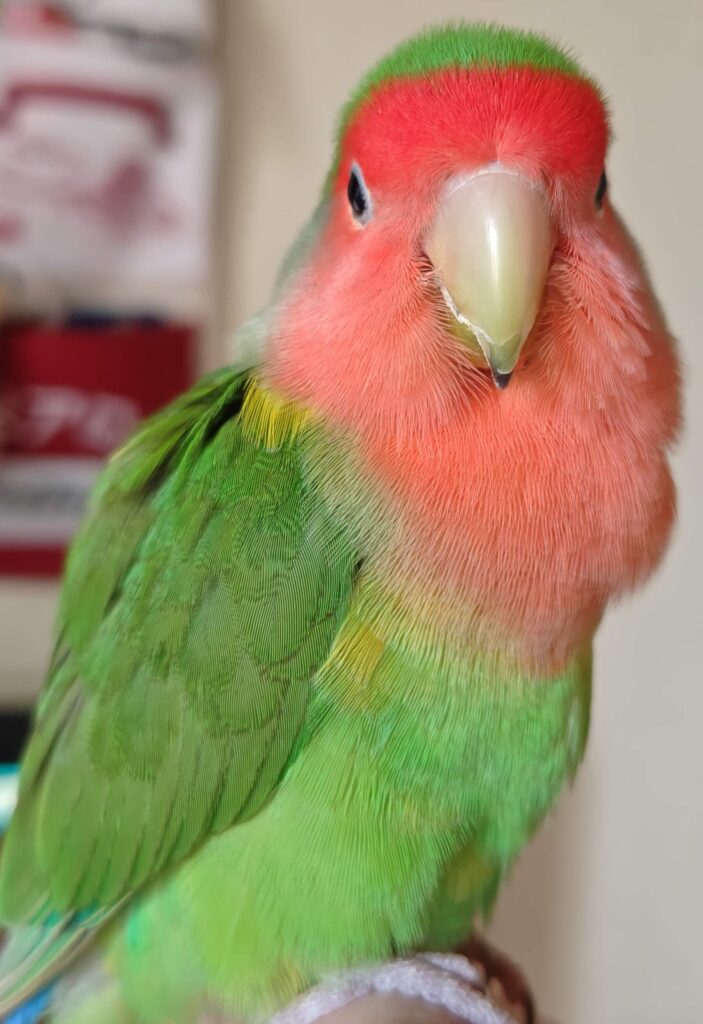 わさび