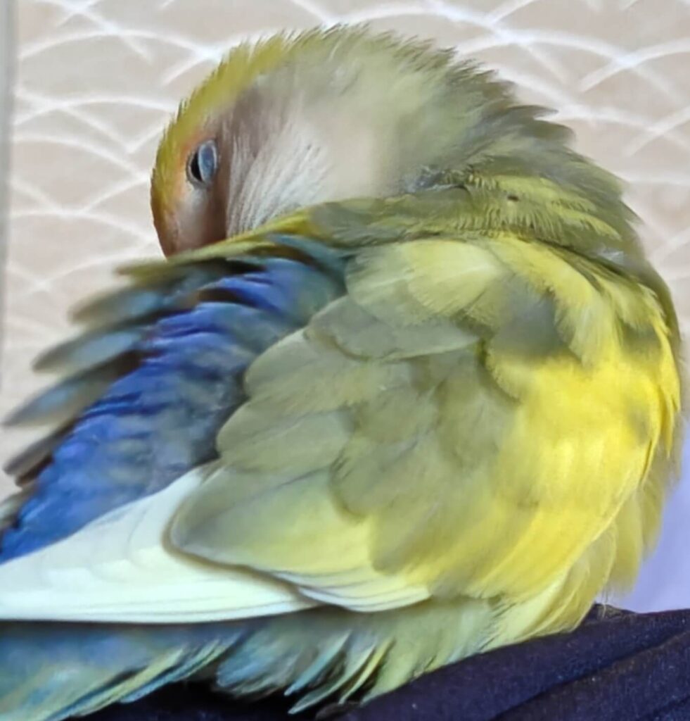 よもぎ