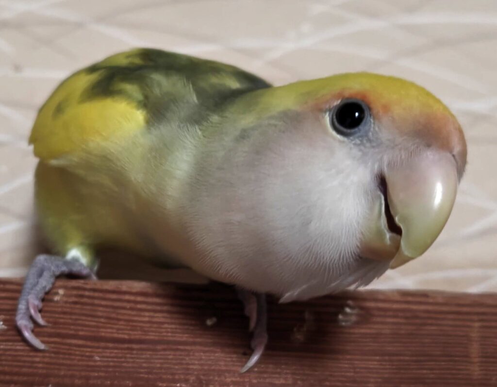 よもぎ