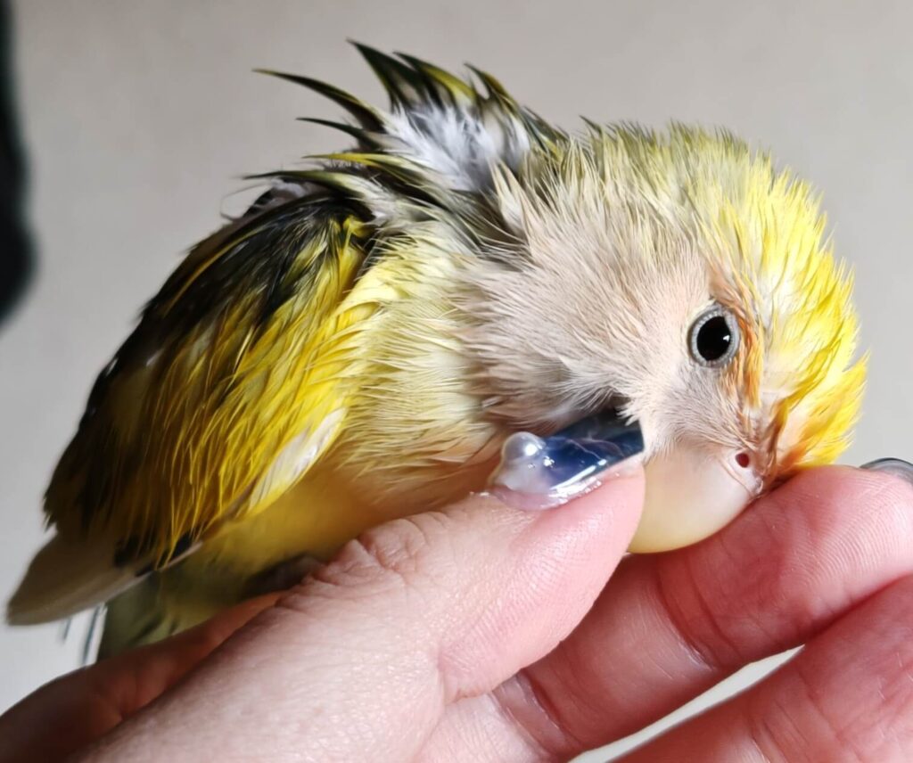 よもぎ
