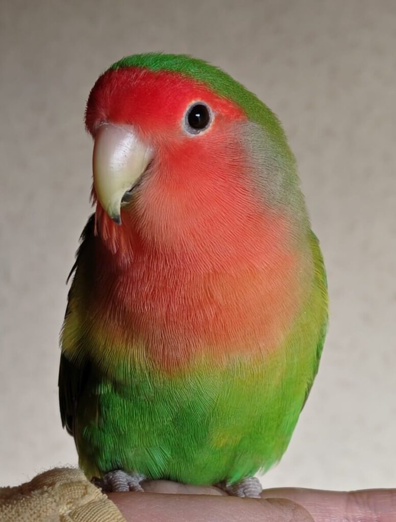 わさび