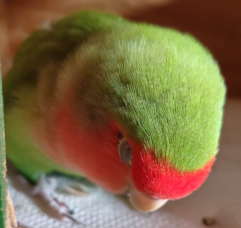 すだち