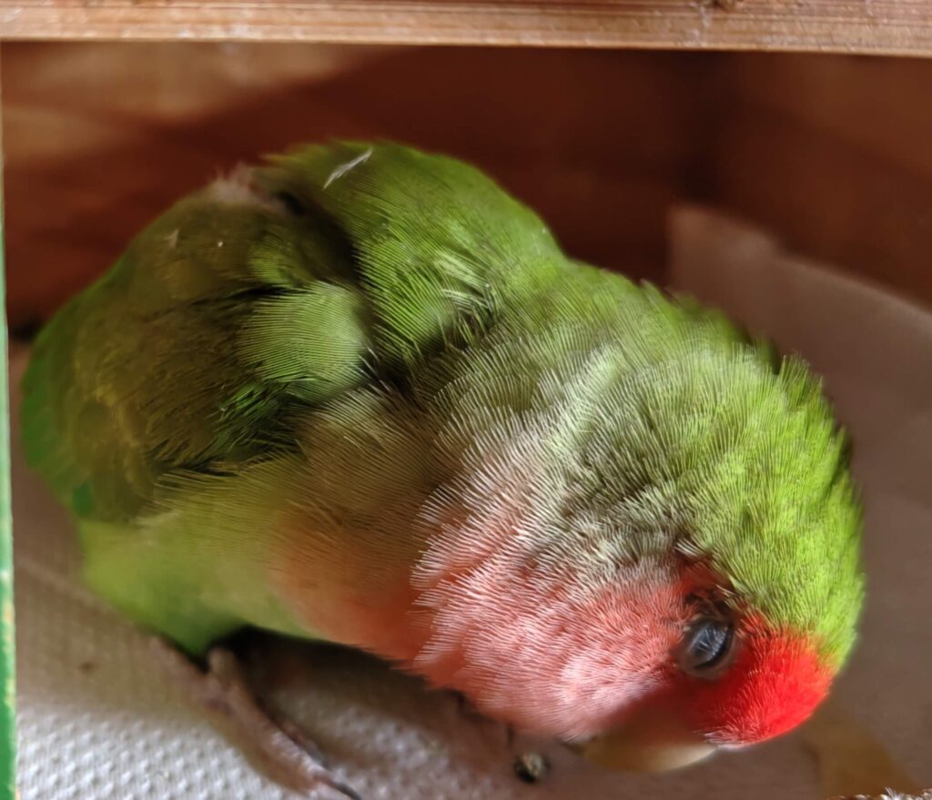 すだち