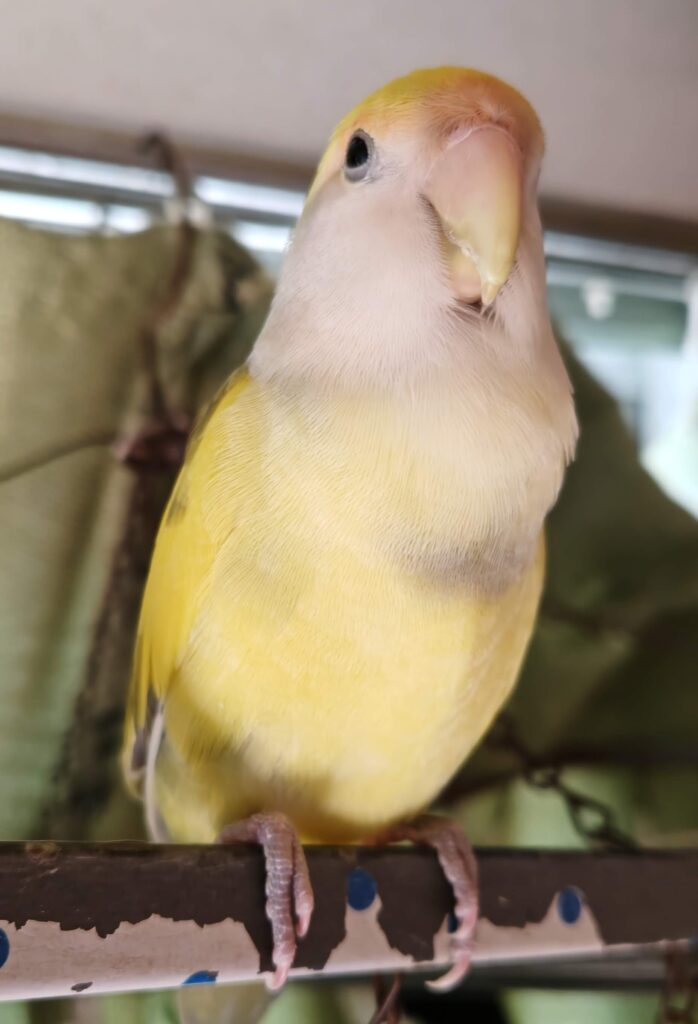 よもぎ