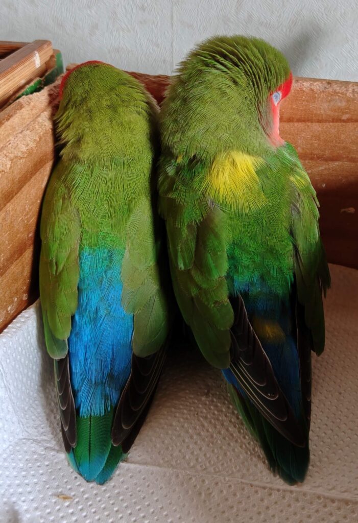 わさびとすだち