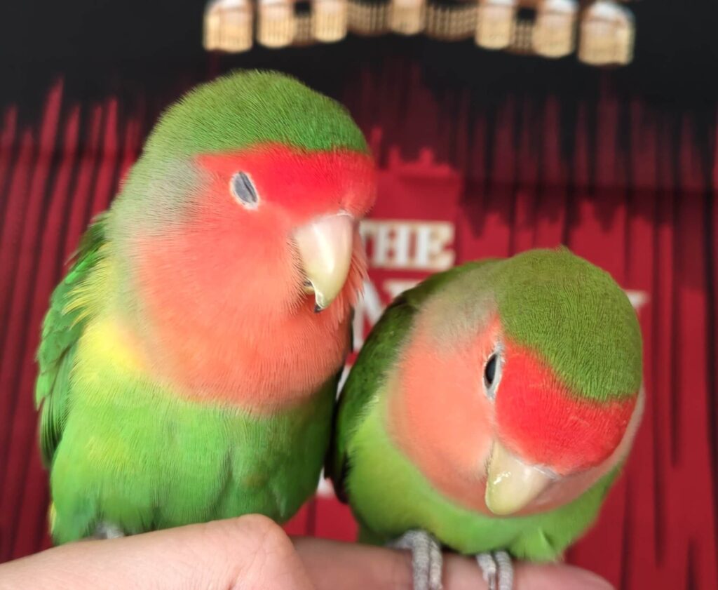 わさびとすだち