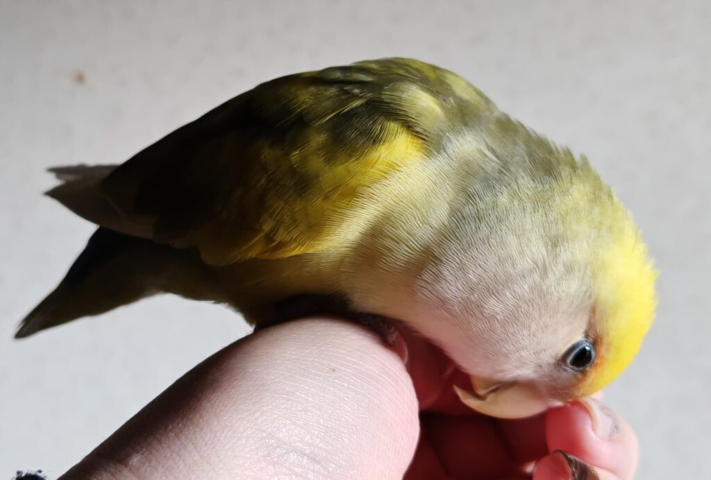 よもぎ