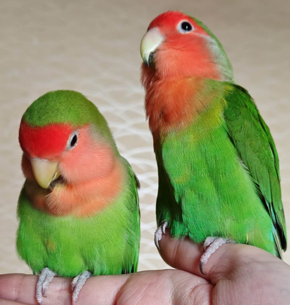 わさびとすだち
