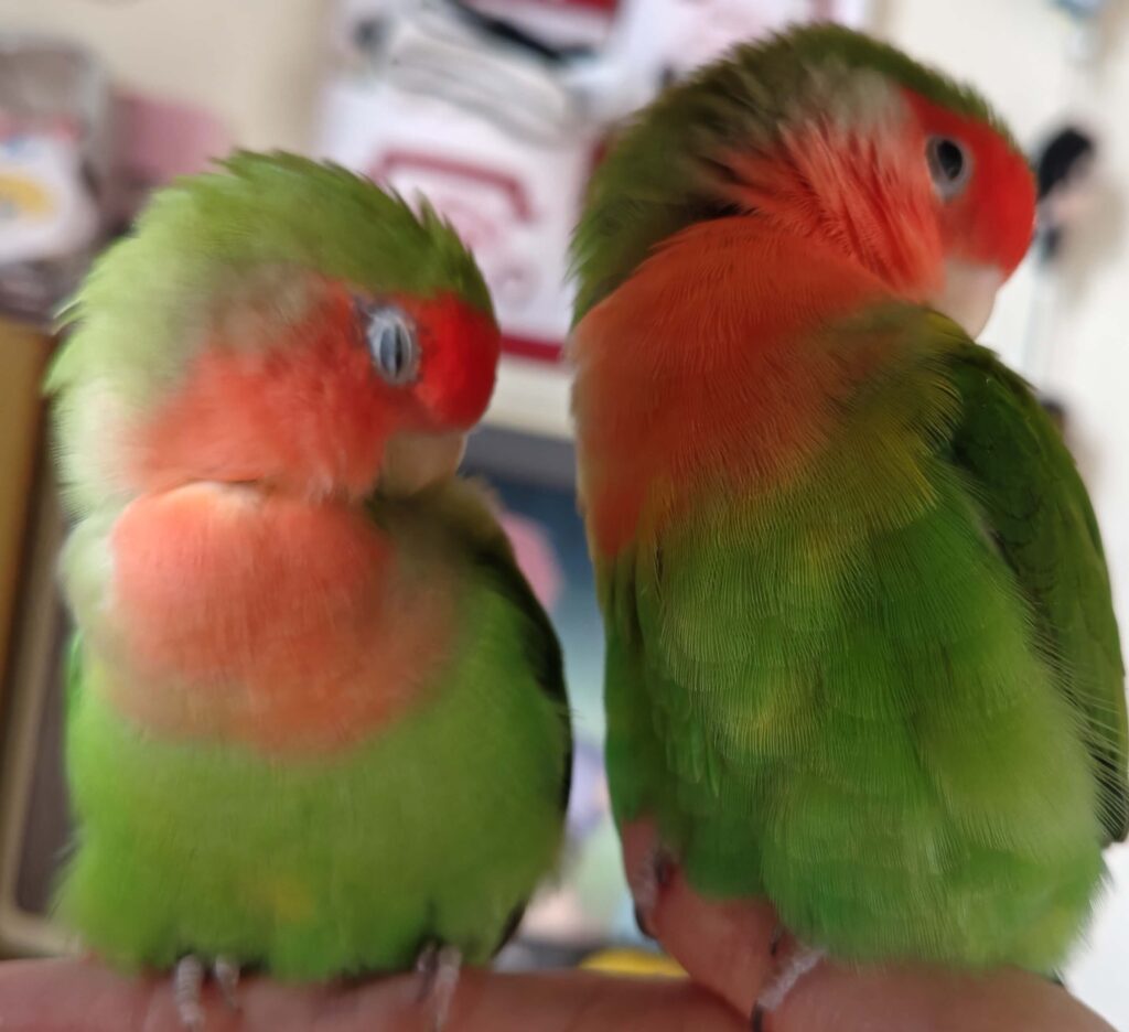 わさびとすだち
