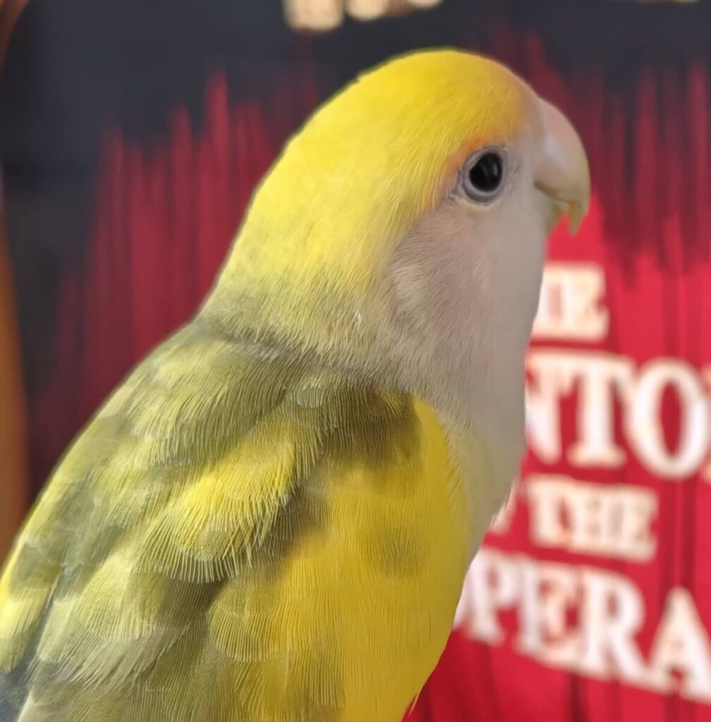 よもぎ