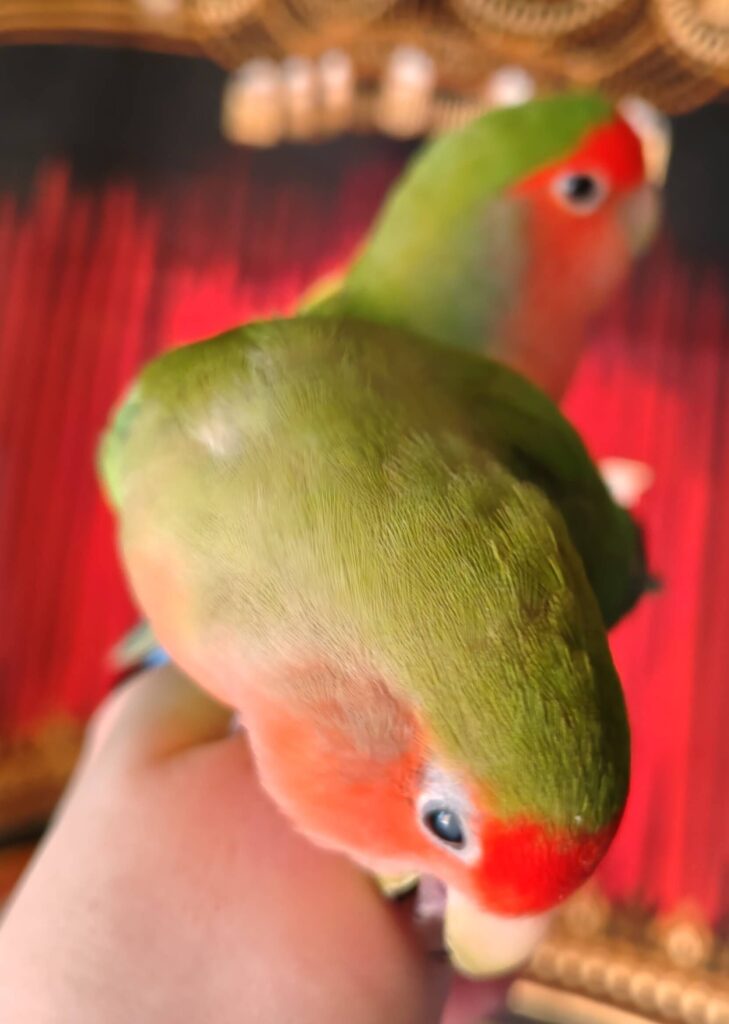 わさびとすだち