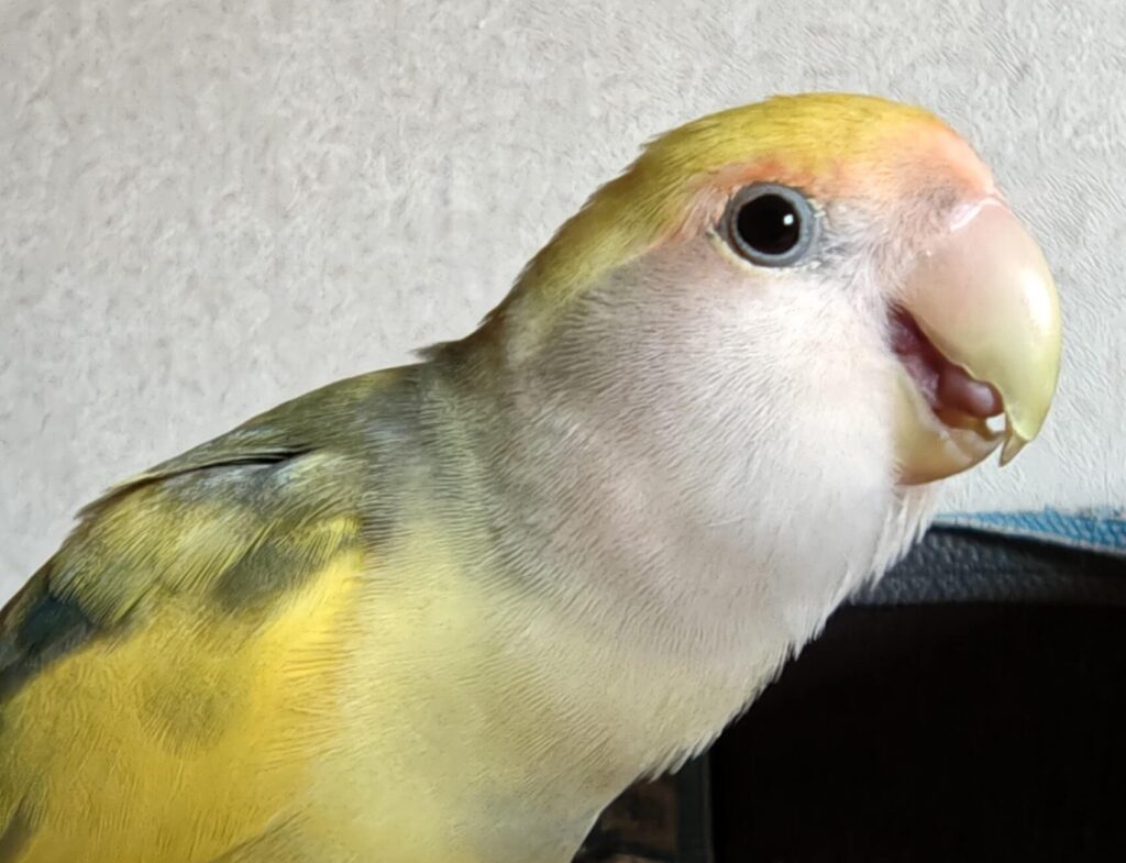 よもぎ