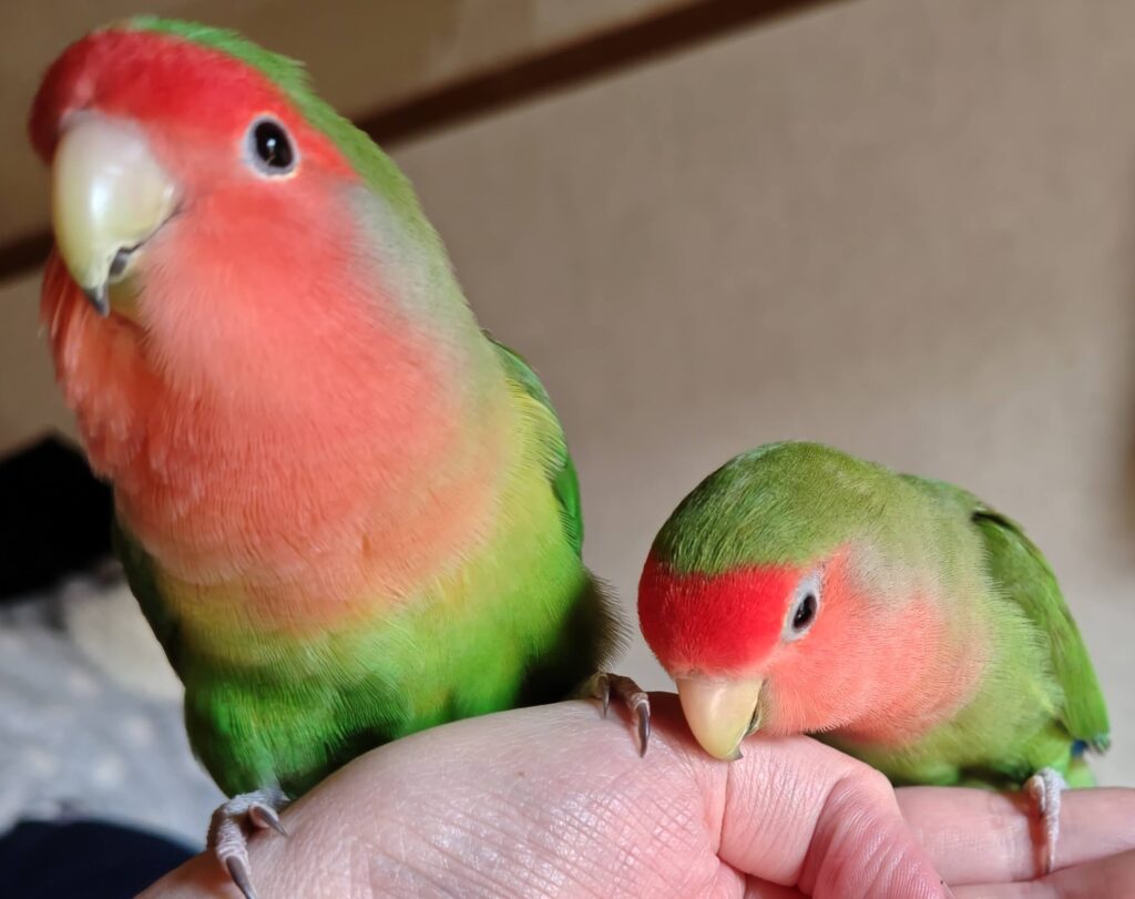 わさびとすだち