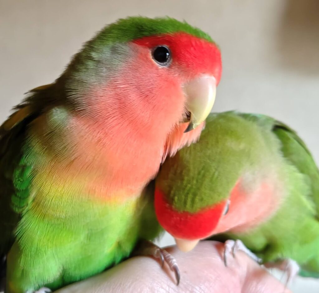 わさびとすだち