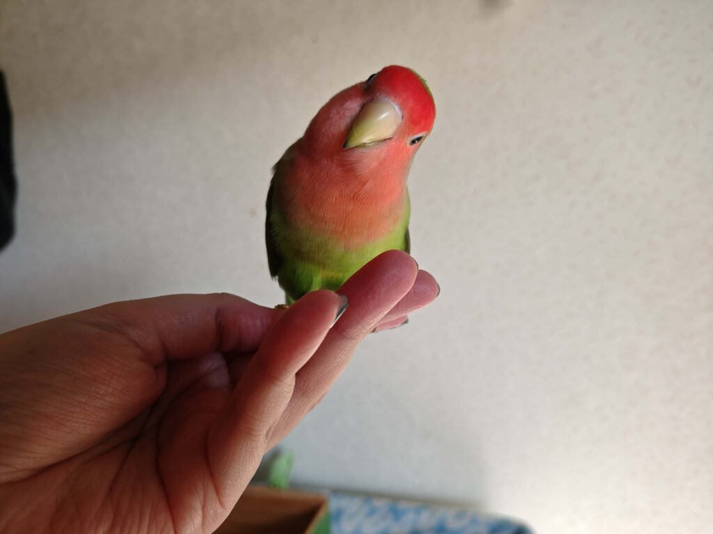 すだち
