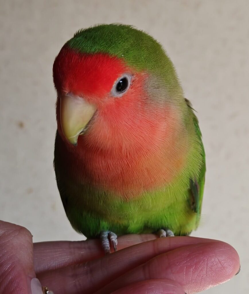 すだち