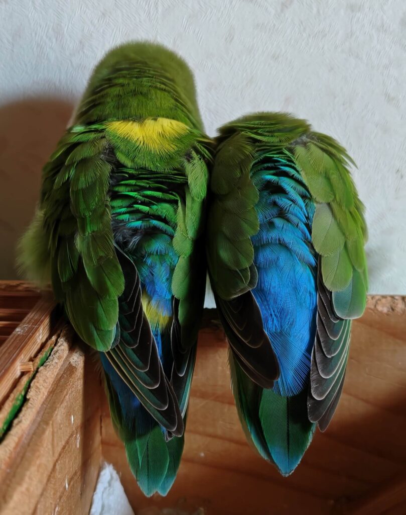 わさびとすだち