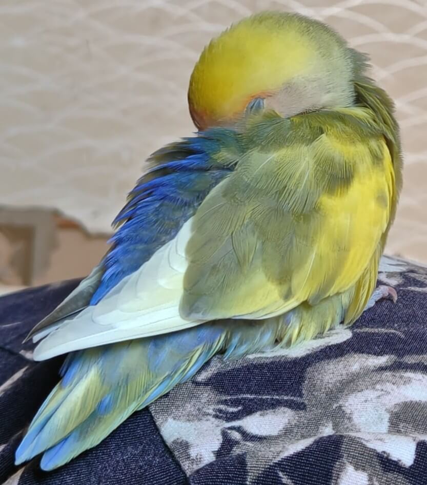 よもぎ