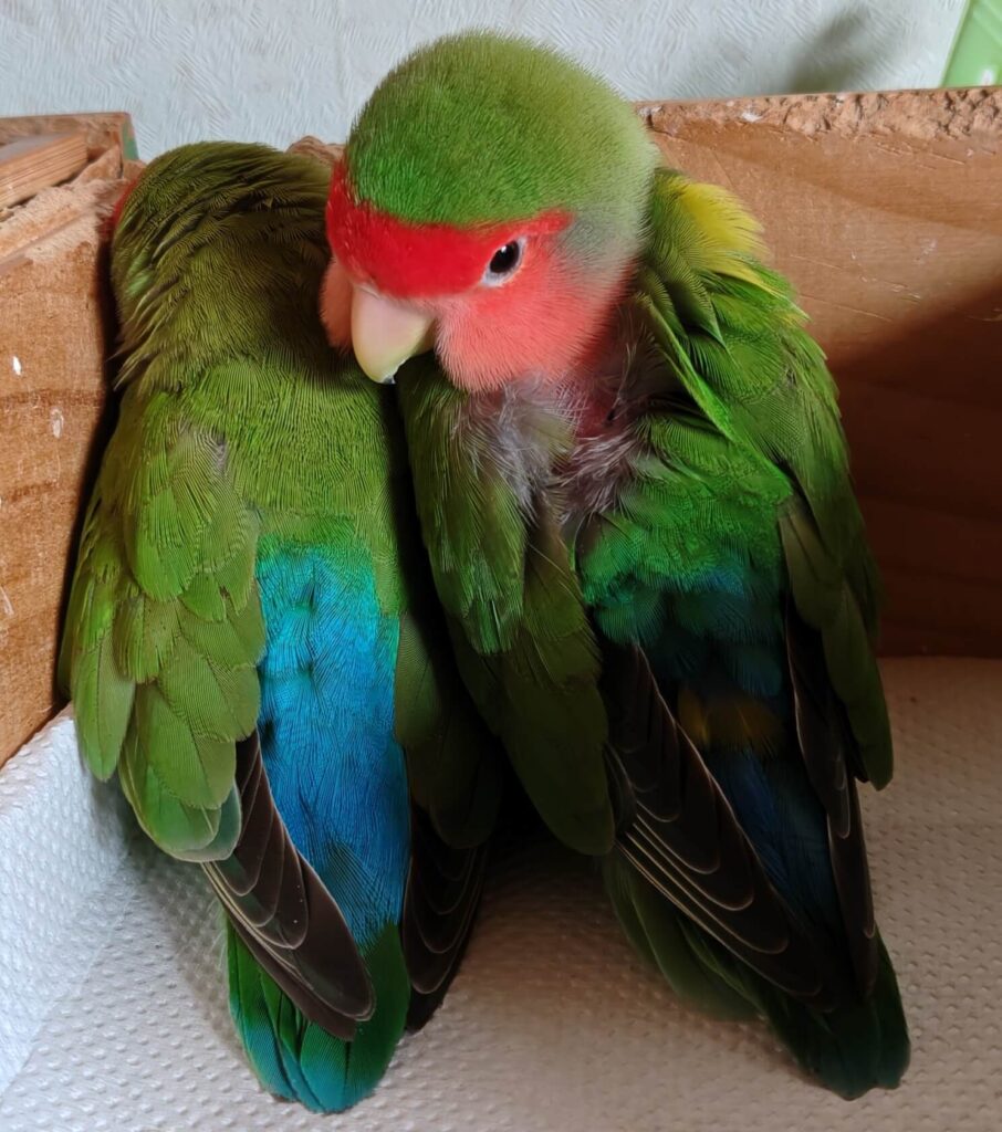 わさびとすだち
