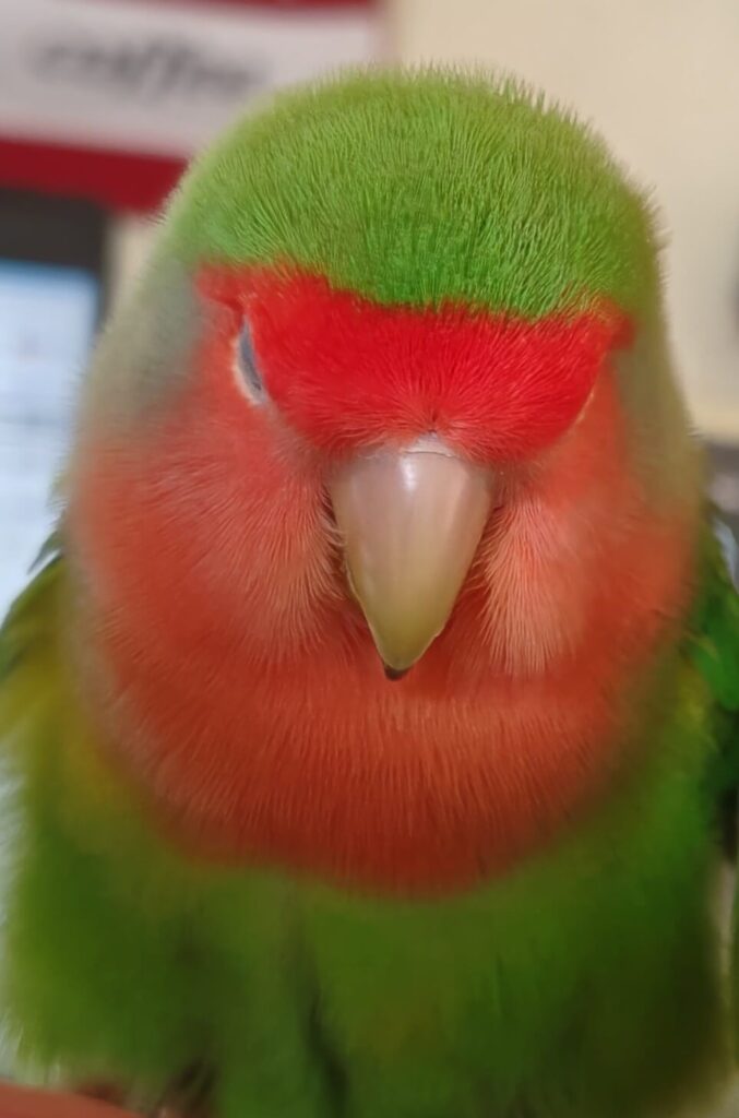 わさび