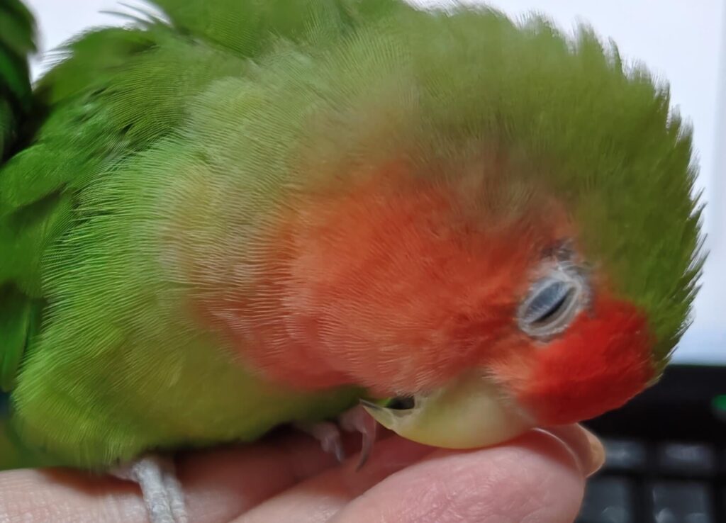 すだち