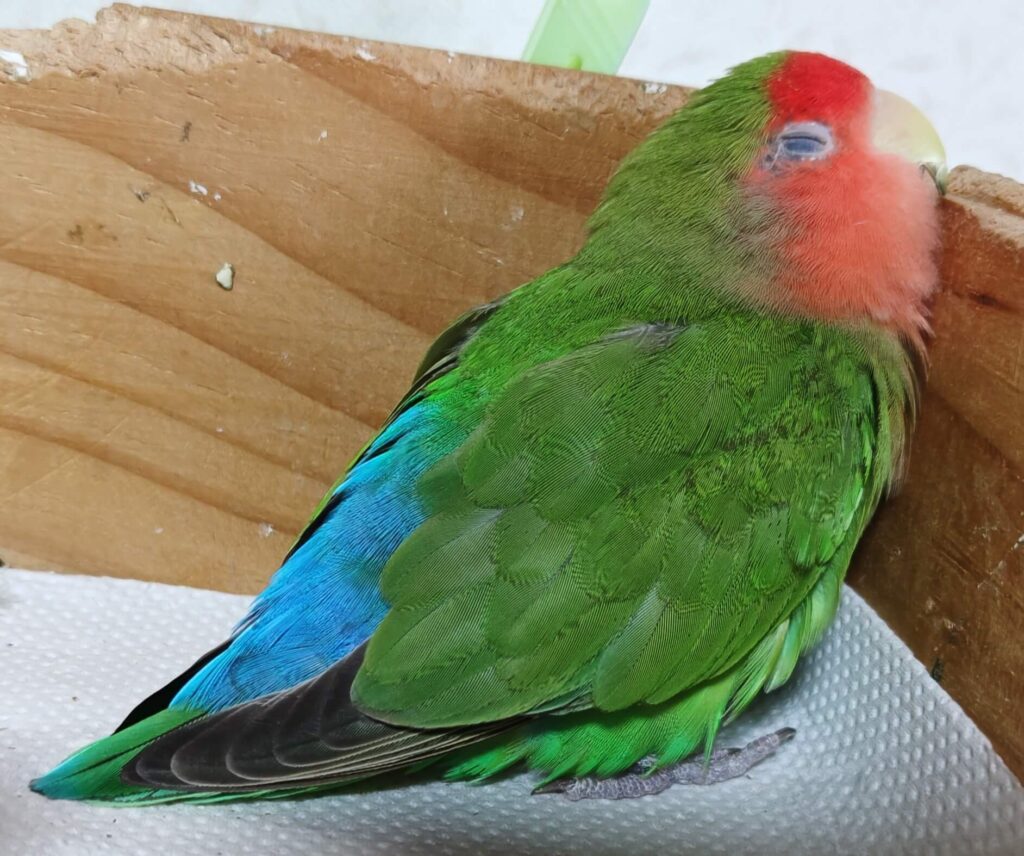 すだち