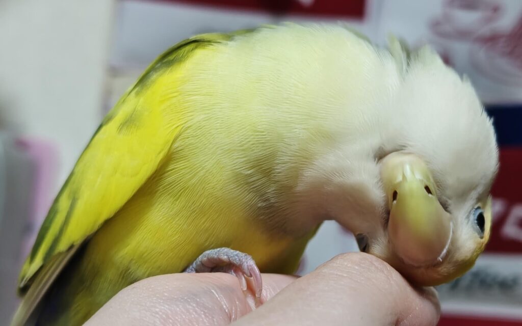 よもぎ