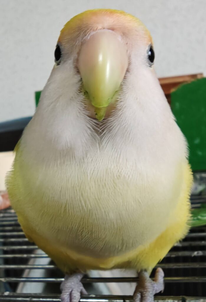 よもぎ