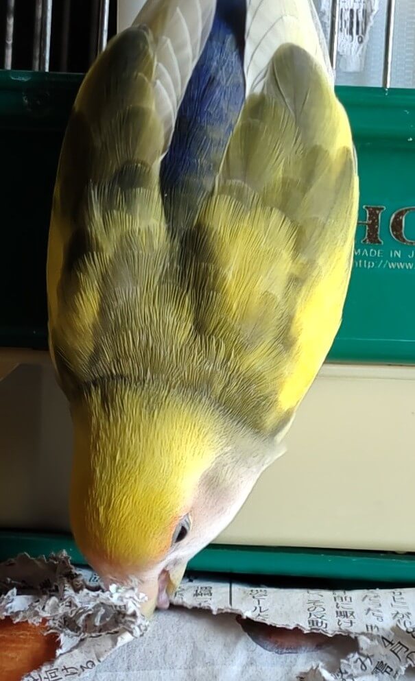 よもぎ