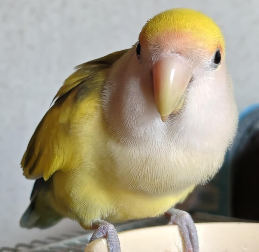 よもぎ