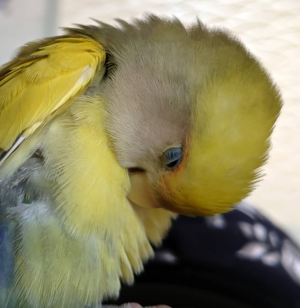 よもぎ