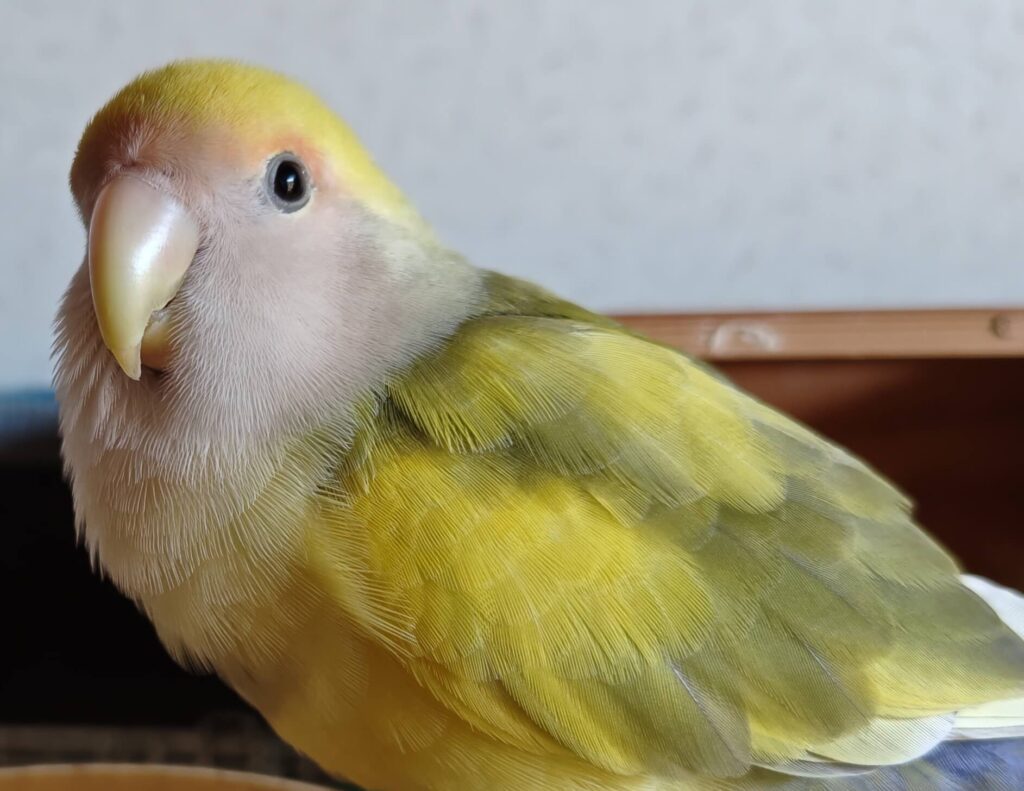 よもぎ