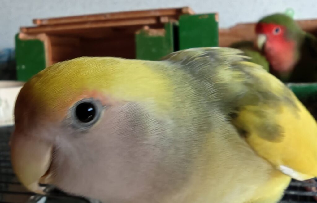 よもぎ