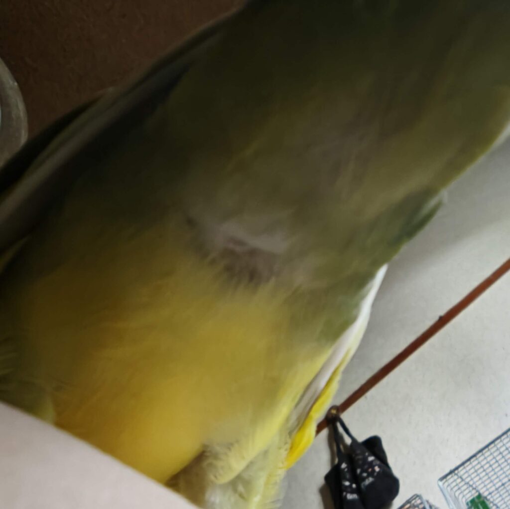 よもぎ